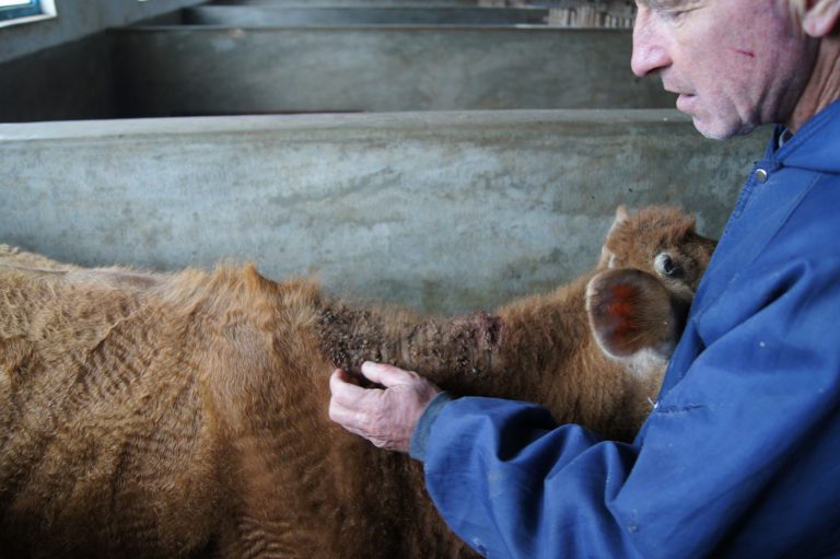 Carrapato bovino abre espaço para doenças oportunistas