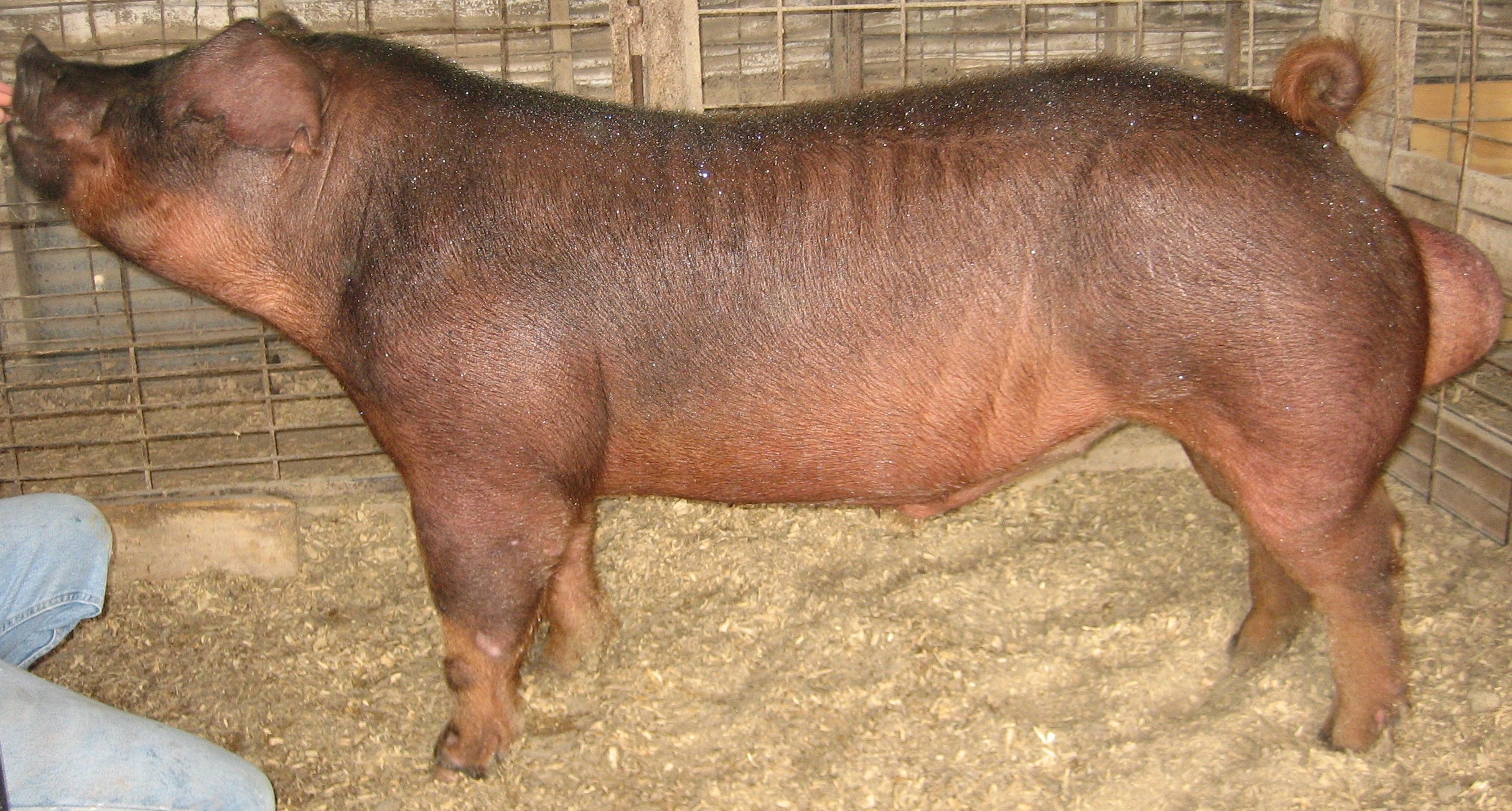 duroc