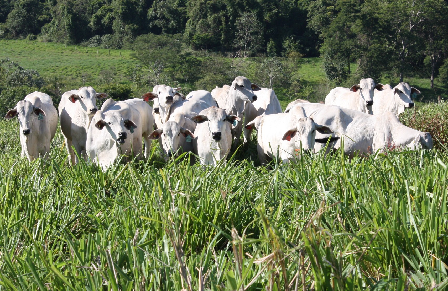 Conheça o Cavalo Pantaneiro - AgroBlog Giordani