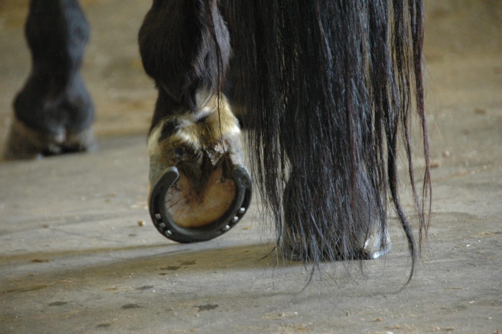 Cavalos - Aprumos - Saúde Animal