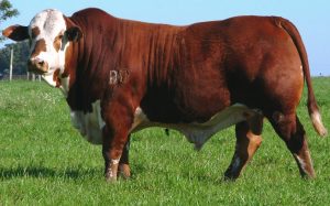 Touro Braford - exemplo de raças como criar gado 