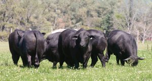Touro Brangus - exemplo de raças como criar gado 