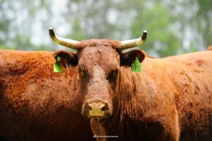 Touro Devon - exemplo de raças como criar gado 