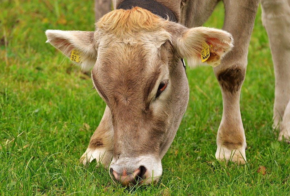 Homeopatia em bovinos, uma grande aliada