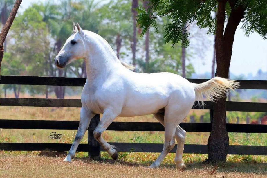 Conheça o Cavalo Pantaneiro - AgroBlog Giordani