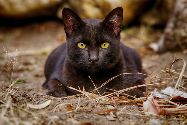 areia para gato pode causar irritação e estresse no animal 