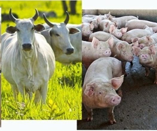 Nutrição Animal: Bovinos, Suínos e Aves - agBlog